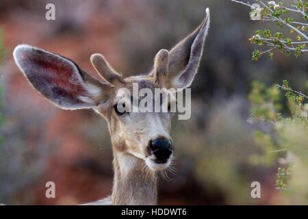 Close-up d'un jeune cerf mulet buck dans le Parc National des Arches 3 juin 2012 dans l'Utah. Banque D'Images