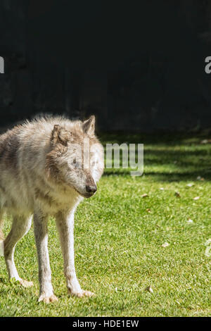 Loup gris in close up Banque D'Images