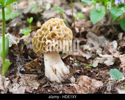 Morchella, Morel, un champignon dans la forêt Banque D'Images