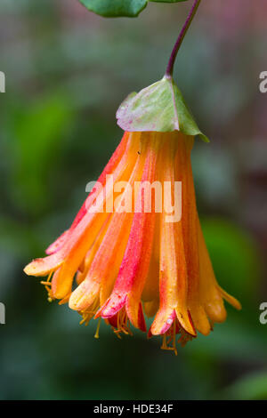 Fleurs tubulaires orange en cluster de la Mexican honeysuckle Lonicera, pilosa Banque D'Images