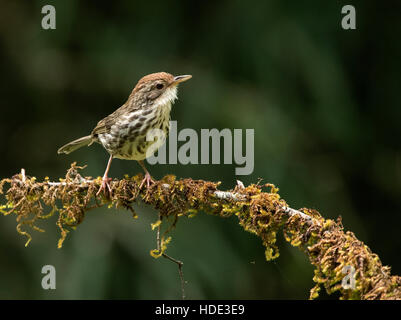 L'image de la pâte ( Pellorneum ruficeps discoureur à gorge) à Dandeli Wildlife Sanctuary, Karnatka, Inde Banque D'Images