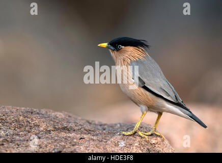 L'image de Brahminy starling (Sturnia pagodarum) à Dandeli Wildlife Sanctuary, Karnatka, Inde Banque D'Images