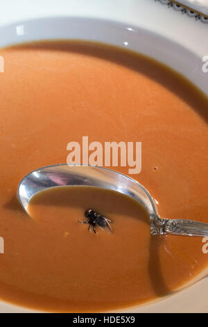 Terres une mouche dans un bol de soupe aux tomates Banque D'Images