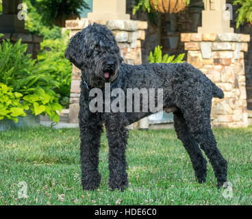 Chien Bouvier des Flandres Banque D'Images