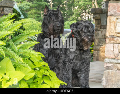 Les chiens Bouvier des Flandres sur la pelouse Banque D'Images