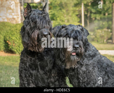 Les chiens Bouvier des Flandres sur la pelouse Banque D'Images