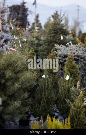 Différents types d'arbres de Noël dans des pots à vendre Banque D'Images