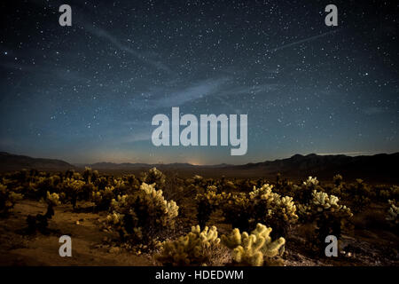 Les étoiles dans le ciel nocturne sur le bassin et Pinto Cholla Cactus Garden au Joshua Tree National Park le 5 octobre 2016 dans Twentynine Palms, California. Banque D'Images