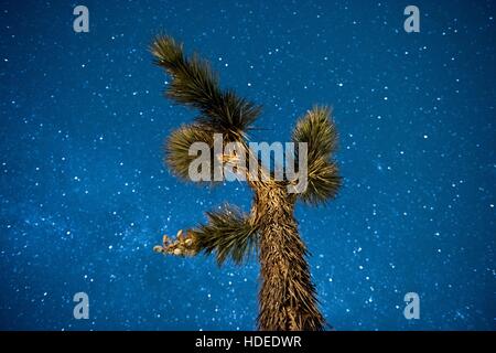 La Voie Lactée constellation dans le ciel étoilé au-dessus d'un Joshua tree à l'Joshua Tree National Park le 21 octobre 2016 à Twentynine Palms, California. Banque D'Images