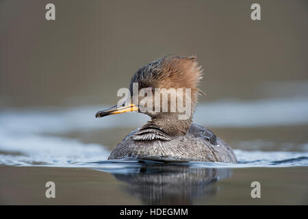 Une femme hen Harle couronné nage sur un étang calme dans le doux soleil de l'après-midi avec un fond brun. Banque D'Images