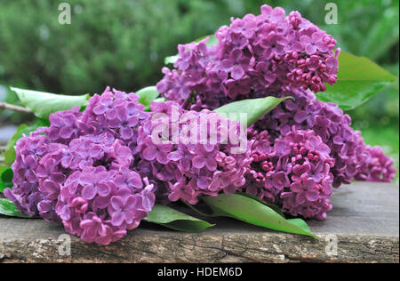 Bouquet de lilas sur une planche dans le jardin Banque D'Images