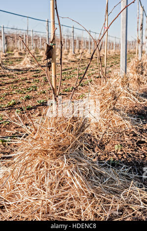 Le paillage les racines des jeunes arbres de Kiwy avec de la paille. Protection contre le gel de l'hiver. Banque D'Images