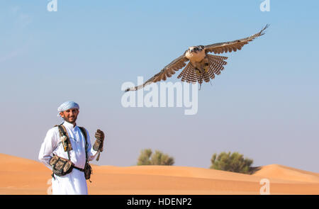 Homme faucon sacre (Falco cherrug) avec un falconer habillé en robe arabe traditionnel lors d'un spectacle de fauconnerie. Dubaï, Émirats arabes unis. Banque D'Images