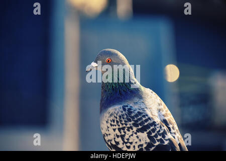 Pigeon sur un toit Banque D'Images