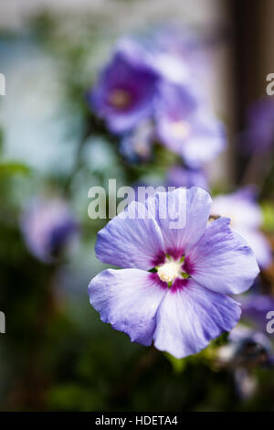 Fleurs de mauve délicat bokeh Banque D'Images