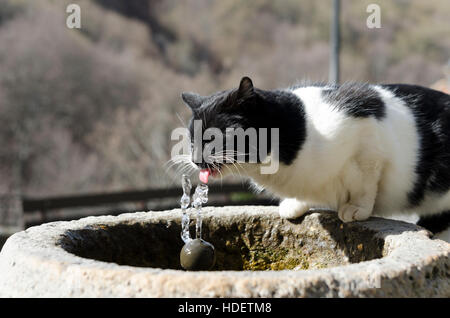 Chat assoiffé de la fontaine d'eau potable Banque D'Images