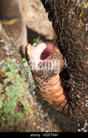 Éléphant à Dera Amer camp près de Jaipur, Rajasthan, Inde Banque D'Images