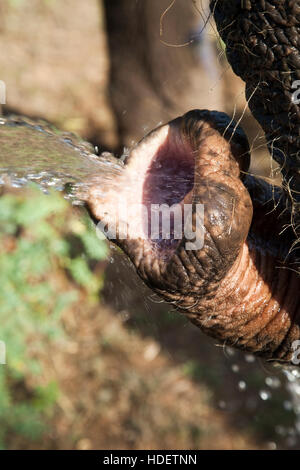 Éléphant à Dera Amer camp près de Jaipur, Rajasthan, Inde Banque D'Images