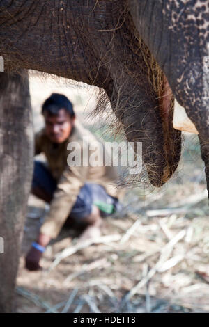 Éléphant à Dera Amer camp près de Jaipur, Rajasthan, Inde Banque D'Images