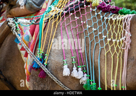 Éléphant à Dera Amer camp près de Jaipur, Rajasthan, Inde Banque D'Images