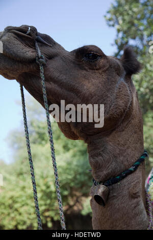 Éléphant à Dera Amer camp près de Jaipur, Rajasthan, Inde Banque D'Images