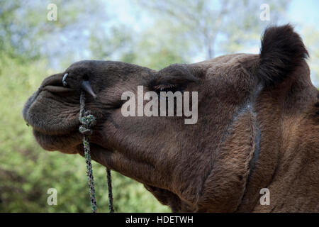 Éléphant à Dera Amer camp près de Jaipur, Rajasthan, Inde Banque D'Images