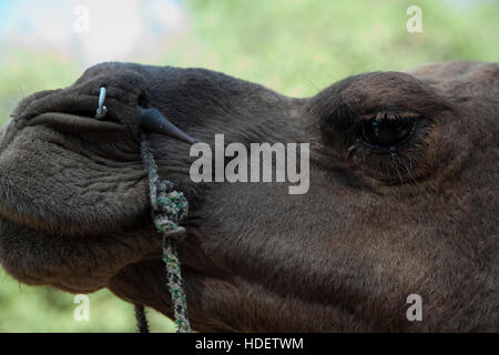 Éléphant à Dera Amer camp près de Jaipur, Rajasthan, Inde Banque D'Images