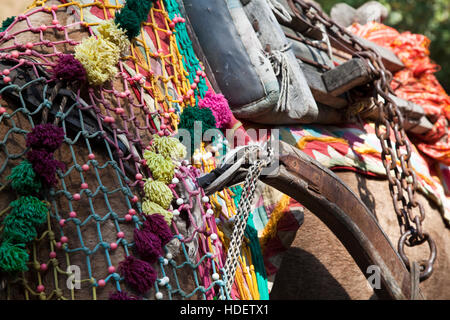 Éléphant à Dera Amer camp près de Jaipur, Rajasthan, Inde Banque D'Images