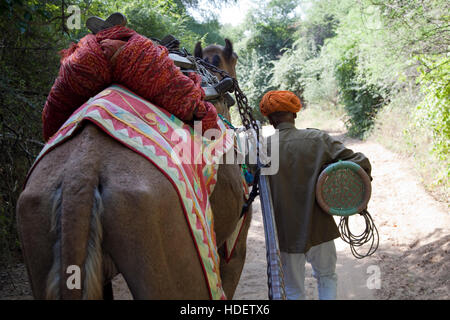 Éléphant à Dera Amer camp près de Jaipur, Rajasthan, Inde Banque D'Images