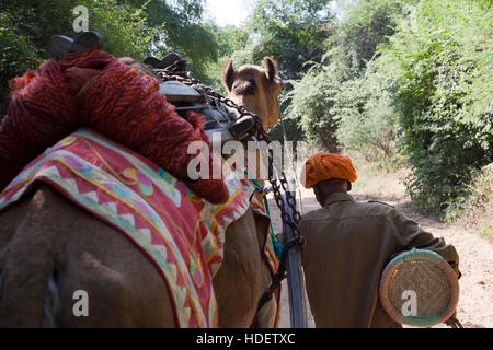 Éléphant à Dera Amer camp près de Jaipur, Rajasthan, Inde Banque D'Images