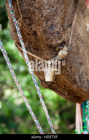 Éléphant à Dera Amer camp près de Jaipur, Rajasthan, Inde Banque D'Images