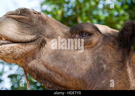 Éléphant à Dera Amer camp près de Jaipur, Rajasthan, Inde Banque D'Images