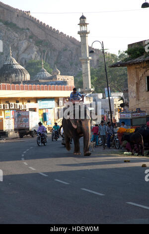 Sur le chemin de l'éléphant à Amber Fort tôt le matin, l'Ambre, district de Jaipur, Rajasthan, India Banque D'Images