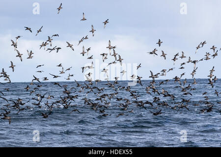 Puffin fuligineux (Ardenna grisea) troupeau d'oiseaux volant au-dessus de la mer, des îles Malouines Banque D'Images