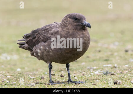 Brown ou skua labbe Malouines (Stercorarius antarcticus) adulte debout sur la végétation courte Iles Falkland Banque D'Images