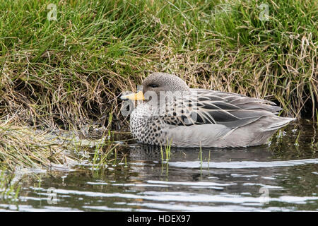 Sarcelle à bec jaune mouchetée ou teal (Anas flavirostris), Drake sur natation piscine peu profonde, Îles Falkland Banque D'Images