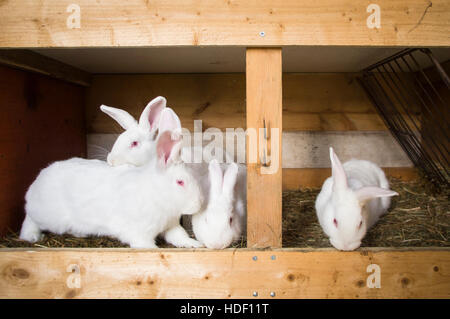 New Zealand White, albino lapin domestique, litière de paille à hutch Banque D'Images