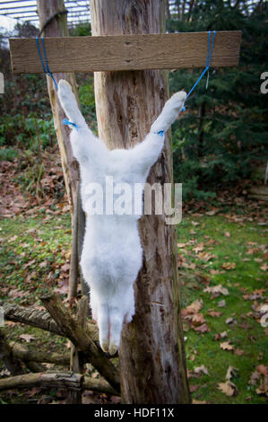 New Zealand White, albino lapin domestique, boucherie, l'abattage Banque D'Images