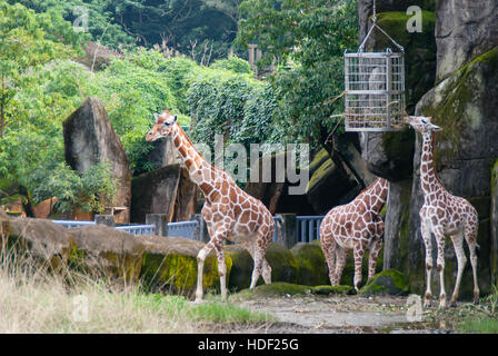 Trois girafes au Zoo de Taipei à Taiwan. Une jeune girafe est de manger alors que l'ancienne est de prendre une promenade. Banque D'Images