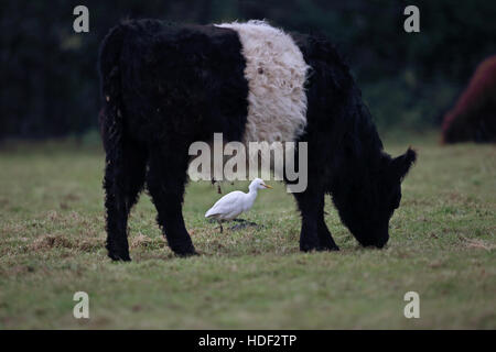 Héron garde-boeufs (Bubulcus ibis) Banque D'Images