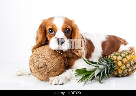 Les chiens peuvent manger les fruits illustration. des fruits tropicaux et cavalier king charles spaniel chien. chien avec fruit nourriture chien. les soins de santé. Banque D'Images