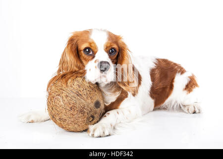 Les chiens peuvent manger les fruits illustration. des fruits tropicaux et cavalier king charles spaniel chien. chien avec fruit nourriture chien. les soins de santé. Banque D'Images