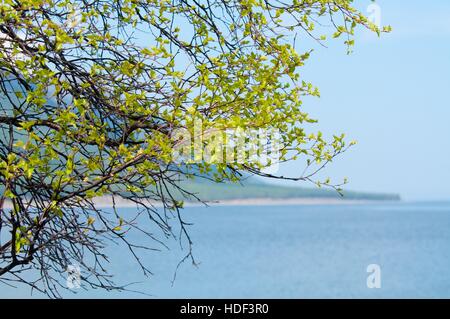 Le lac Baïkal. Lonely tree sur le rivage au printemps Banque D'Images