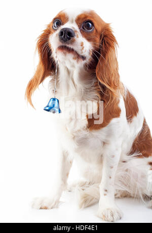 Chien de Noël avec Bell. Chien dans Studio. Cavalier King Charles Spaniel en studio et blue christmas bell. Saison des vacances d'hiver Banque D'Images