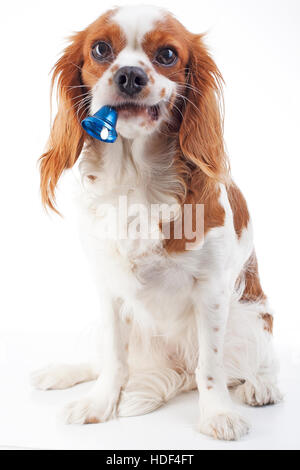 Chien de Noël avec Bell. Chien dans Studio. Cavalier King Charles Spaniel en studio et blue christmas bell. Saison des vacances d'hiver Banque D'Images