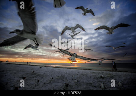 Les oiseaux dans la région de Clearwater Beach, Floride, USA pendant le coucher du soleil. La photo artistique convient pour les magazines de voyage, livres de photographie Banque D'Images