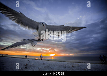 Les oiseaux dans la région de Clearwater Beach, Floride, USA pendant le coucher du soleil. La photo artistique convient pour les magazines de voyage, livres de photographie Banque D'Images