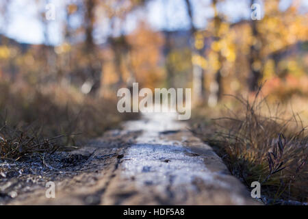 Une planche qui mène dans la forêt d'automne, en partie recouvert de neige à cause du froid. Ciel clair sur une journée ensoleillée. Banque D'Images