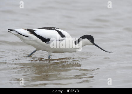 Une Avocette élégante (Recurvirostra avosetta) alimentation en eau peu profonde. Le CLAJ, Norfolk. Banque D'Images