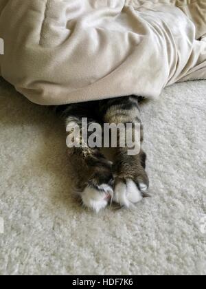 Un mignon petit chat tigré dormir et se cacher sous une couverture Banque D'Images